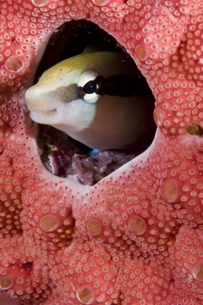 Lance blenny fish in a hole in coral, Indonesia